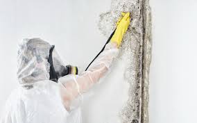 Environmental Consulting for Mold Prevention in Columbia, MD